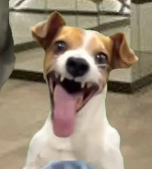 150+ ảnh Meme Chó Cười sảng khoái cười toe toét cute đáng yêu giúp bạn giải stress