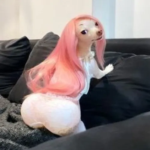 300+ ảnh Meme Chó hài từ đáng yêu đến “bẩn bựa” cung bậc nào cũng có