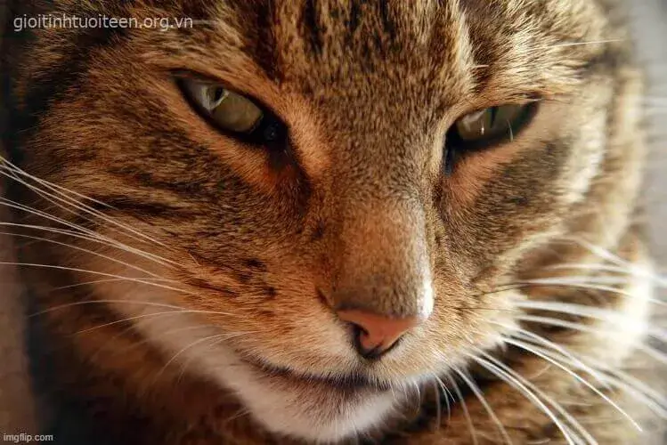 18 Mèo liếc xéo và nụ cười nửa mép khiến dân mạng cạn lời