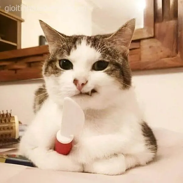 15 Bộ sưu tập meme mèo gian xảo pha chút đáng yêu khó tả