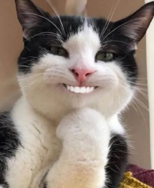 16 Cười không nổi vì loạt mèo troll nham hiểm quá thật