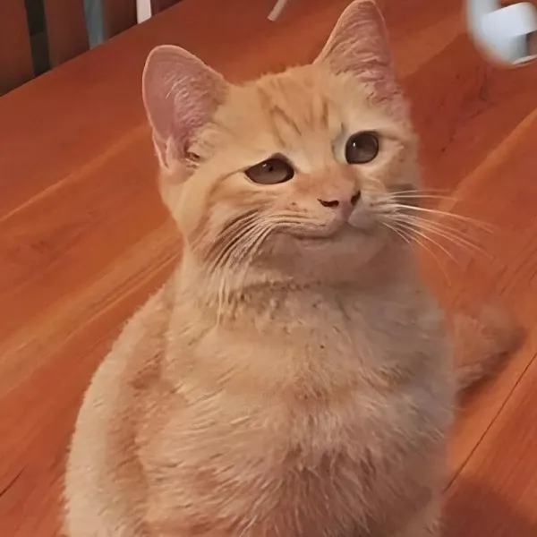 21 Ảnh chế mèo gian xảo biểu cảm nhe răng đắc ý