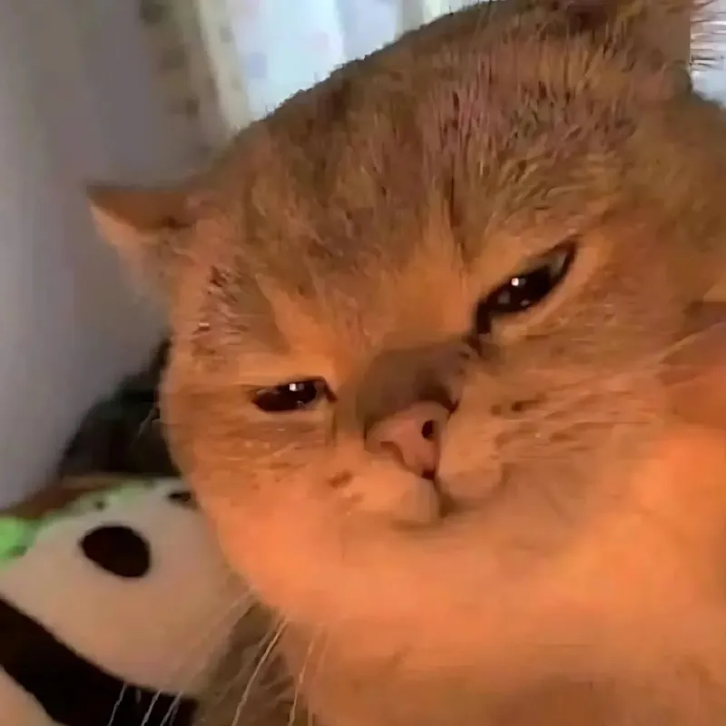 Mèo cười gian nửa miệng lan khắp TikTok gây bão mạng Mèo cười gian nửa miệng lan khắp TikTok gây bão mạng