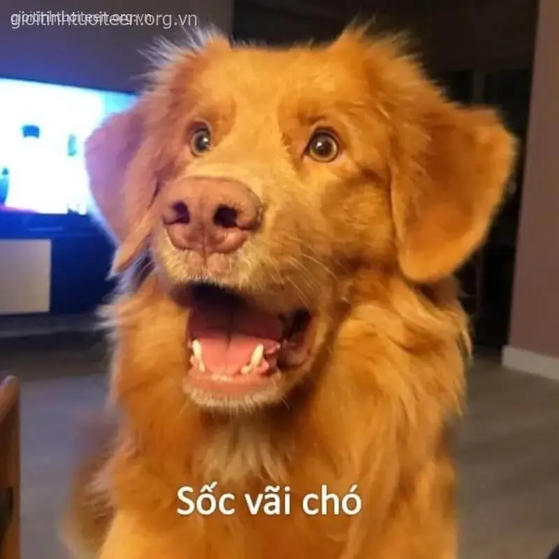 19 Meme chú chó há mồm bối rối cực buồn