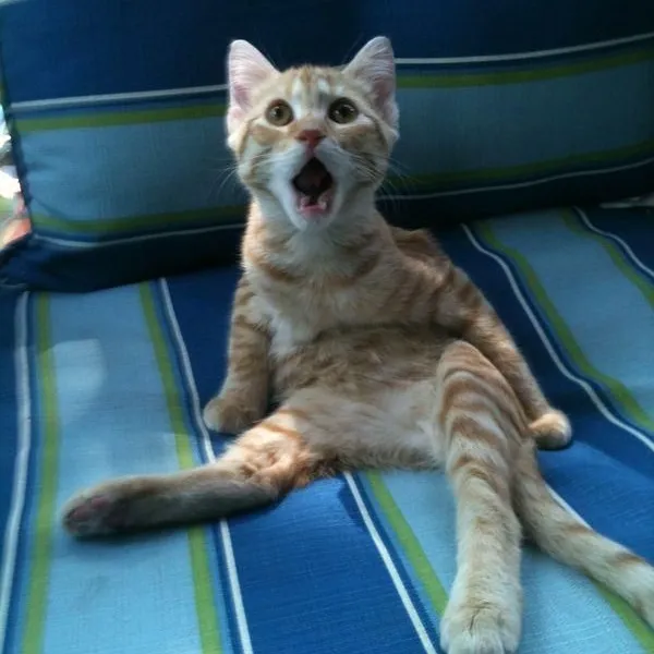 24 Meme vui chú mèo kiểu “tôi không tin vào mắt mình”