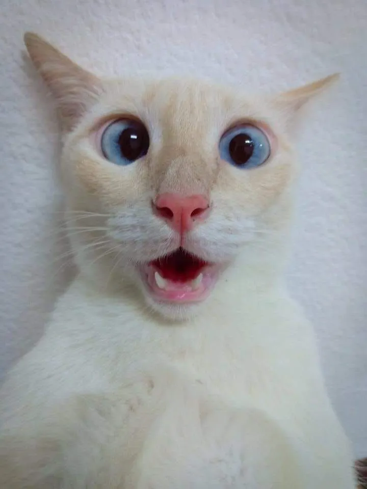 21 Hình chế dễ thương khi boss phát hiện điều kỳ quặc