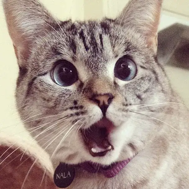 35 Ảnh hài mèo há miệng lan truyền trên Instagram