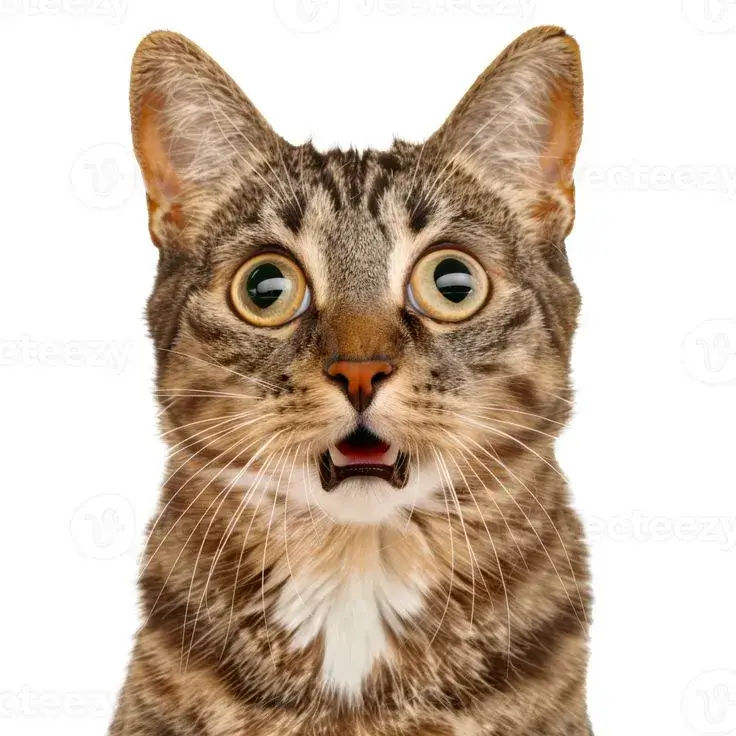 34 Meme chế phản ứng “meo??” nghe như người thật