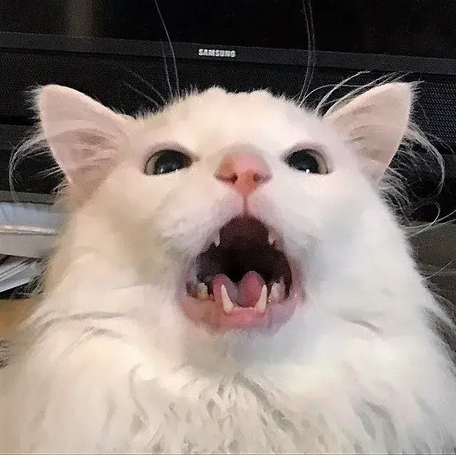 33 Hình troll dễ thương của mèo phản ứng ngơ ngác