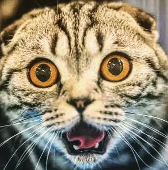 31 Khoảnh khắc mèo sững sờ nhìn đời đầy hài hước