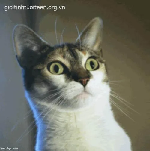 6 Ảnh vui mèo phản ứng mạnh với tình huống ngạc nhiên