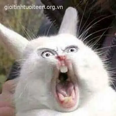 5 Ảnh chế dễ thương khi mèo bật miệng “ơ kìa trời”