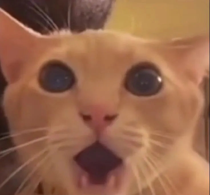 4 Hình troll mèo há hốc biểu tượng của sốc visual