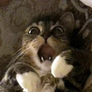 3 Khi meme mèo há mồm trở thành biểu tượng sốc của dân mạng