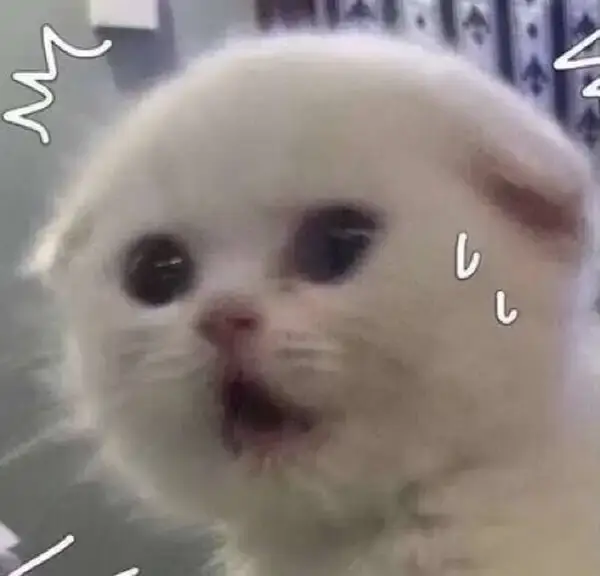 1 Meme mèo há mồm lan khắp TikTok với vibe vừa ngáo vừa dễ thương