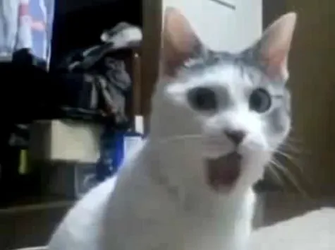 Meme mèo há mồm: nhìn thôi đã thấy sốc visual cực mạnh Meme mèo há mồm: nhìn thôi đã thấy sốc visual cực mạnh