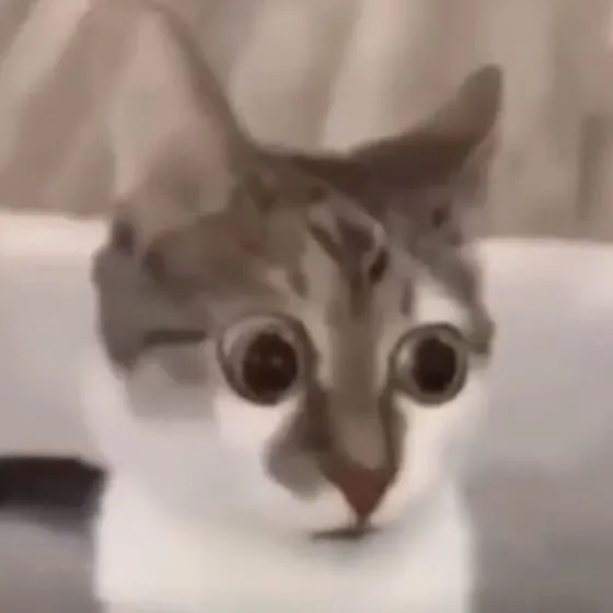 Khi meme mèo há mồm nói hộ cảm xúc không tin nổi Khi meme mèo há mồm nói hộ cảm xúc không tin nổi