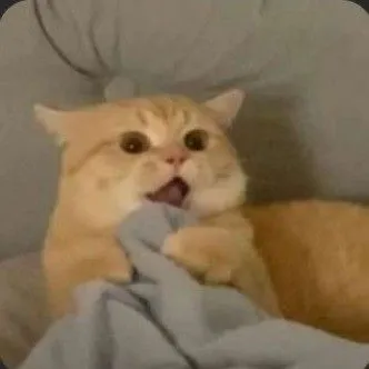 Bộ meme mèo há mồm khiến dân mạng cười lăn cười bò Bộ meme mèo há mồm khiến dân mạng cười lăn cười bò