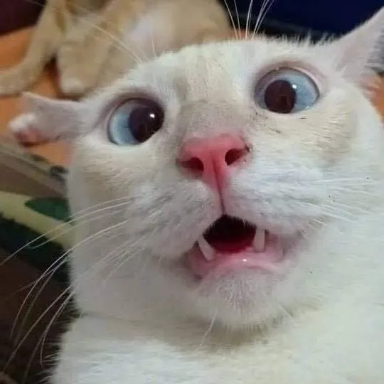 13 Meme vui phản ứng cực mạnh của mèo lan mạng