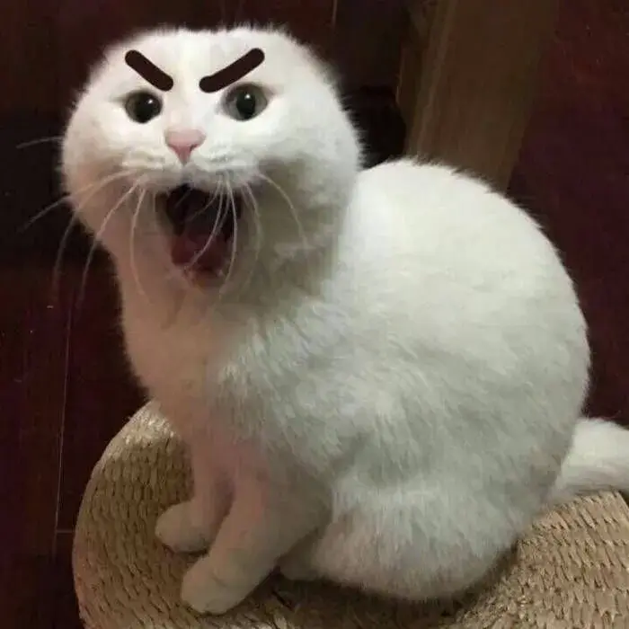 12 Meme hài mắt tròn miệng há nhìn cực ngáo