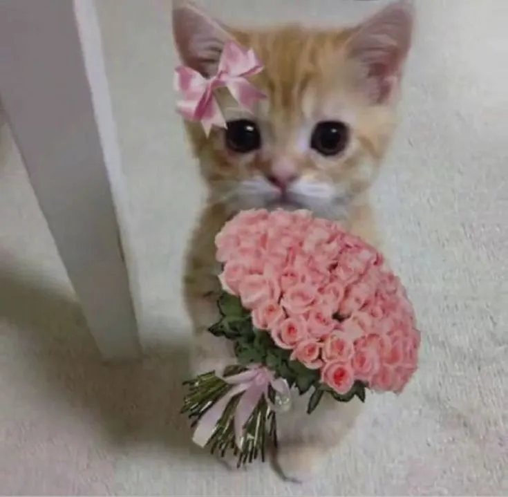 Ảnh vui chú mèo nhỏ tặng hoa cho crush online