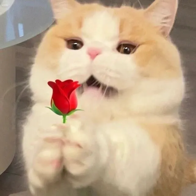 Ảnh chế mèo nhỏ biểu cảm tình cảm đáng yêu