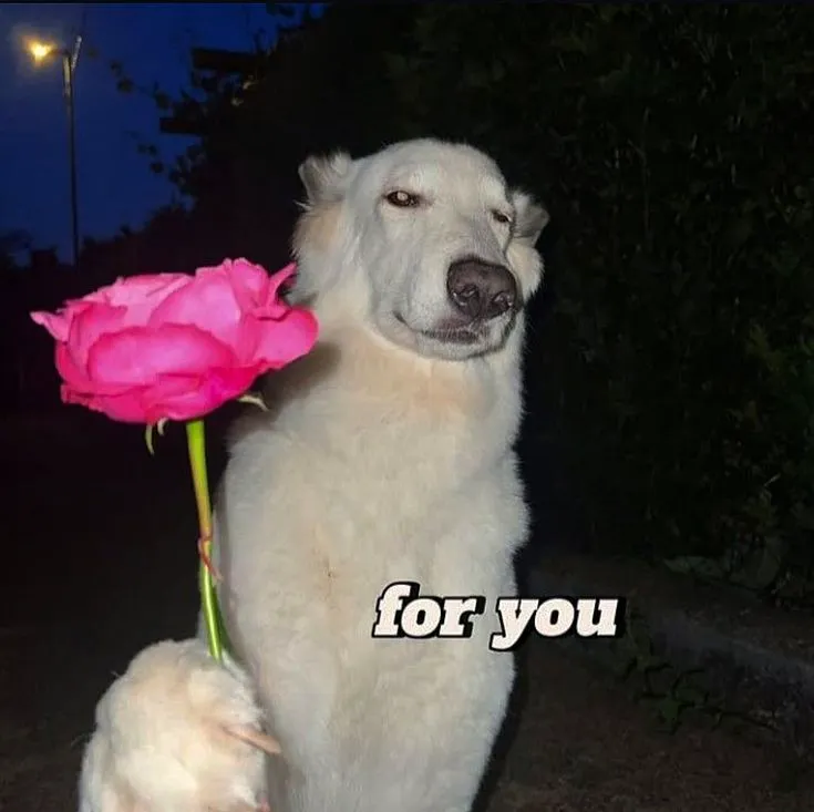 Meme hài chó tặng hoa khiến mạng xã hội bùng nổ