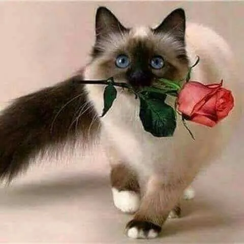 Ảnh troll mèo và bó hoa kết hợp caption dễ thương
