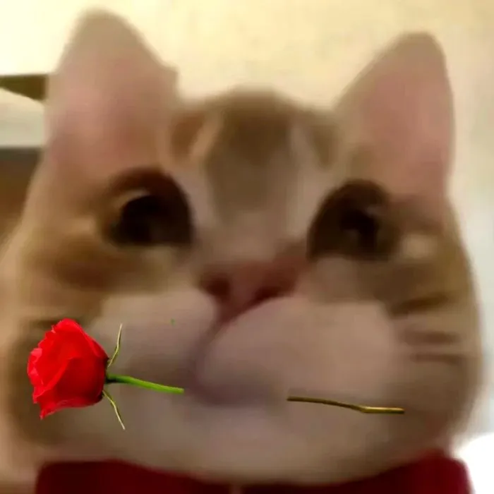 Ảnh chế chú mèo cosplay làm quà cho người thương