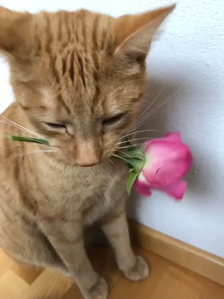 Hình chế vui mèo và caption tỏ tình ngắn gọn