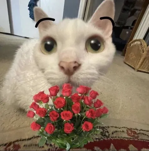 Ảnh chế mèo cầm hoa và caption “nhận đi kẻo rụng”