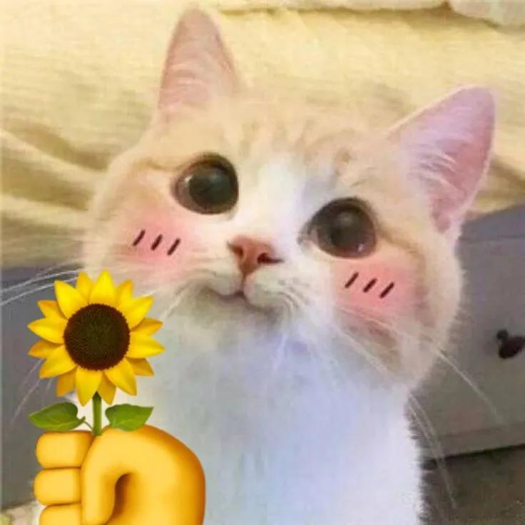 Meme vui chú mèo ngại ngùng khiến ai cũng cười