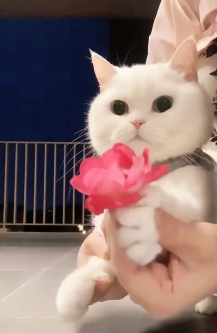 Hình chế mèo và bó hoa được dân mạng yêu thích