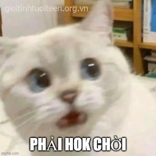 Meme mèo hoảng hốt – khi boss giật mình vì drama của loài người