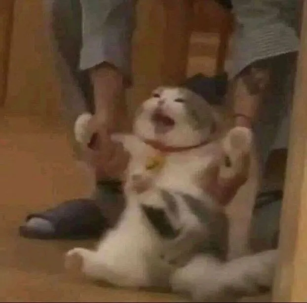 Biểu cảm mèo tuyệt vọng khiến dân mạng vừa cười vừa thương