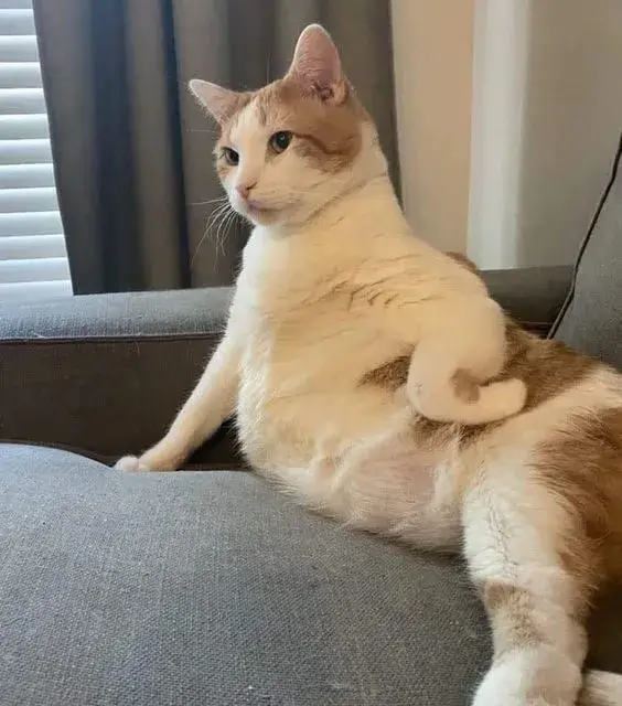 Hình chế mèo chán đời, biểu cảm cam chịu dễ thương không tưởng