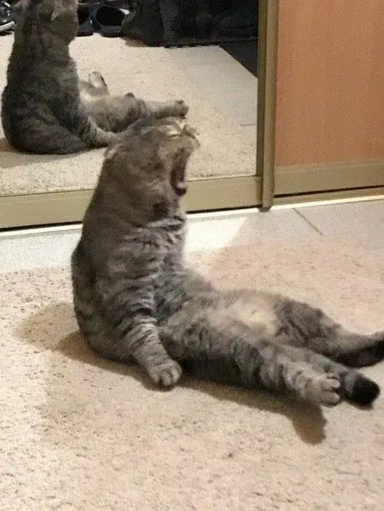 Mèo bất lực và vibe “thôi kệ đời” đậm chất mạng xã hội