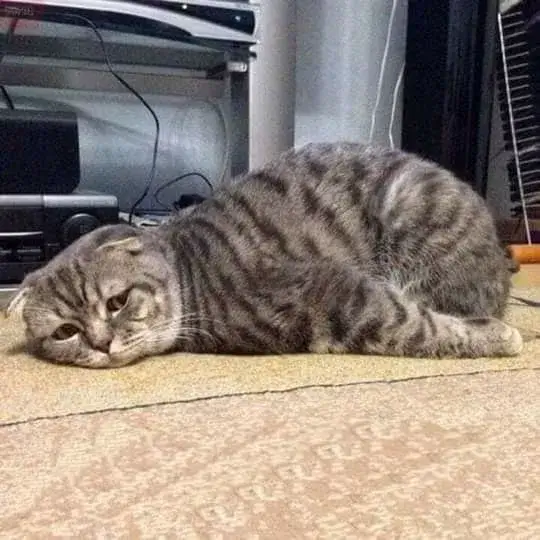 Ảnh troll mèo mệt mỏi khiến ai cũng cười ra nước mắt