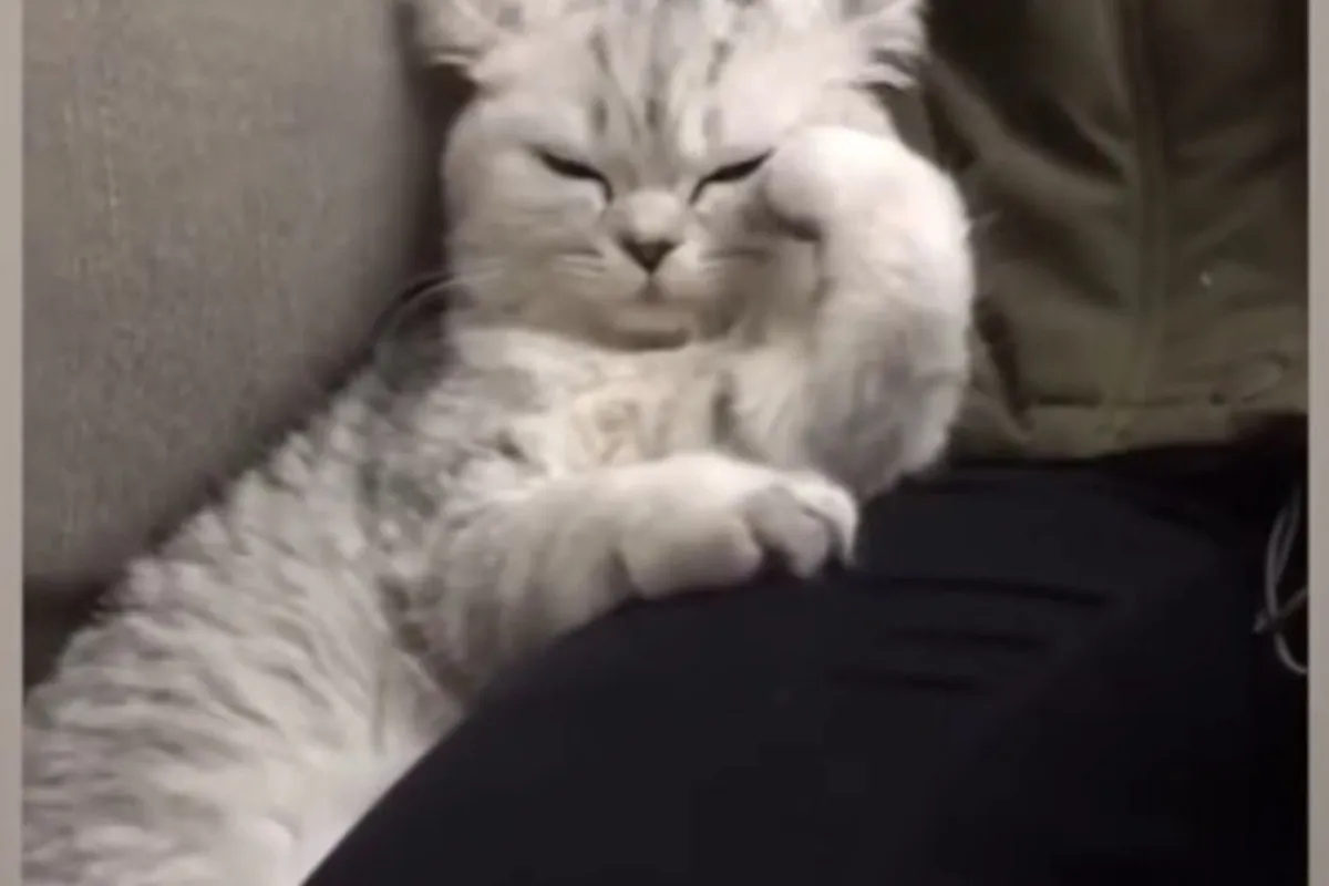 Meme mèo tuyệt vọng lan Facebook với caption giễu bản thân