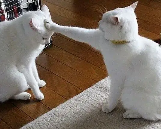 Hài hước mà thật lòng: biểu cảm mèo tuyệt vọng lan TikTok