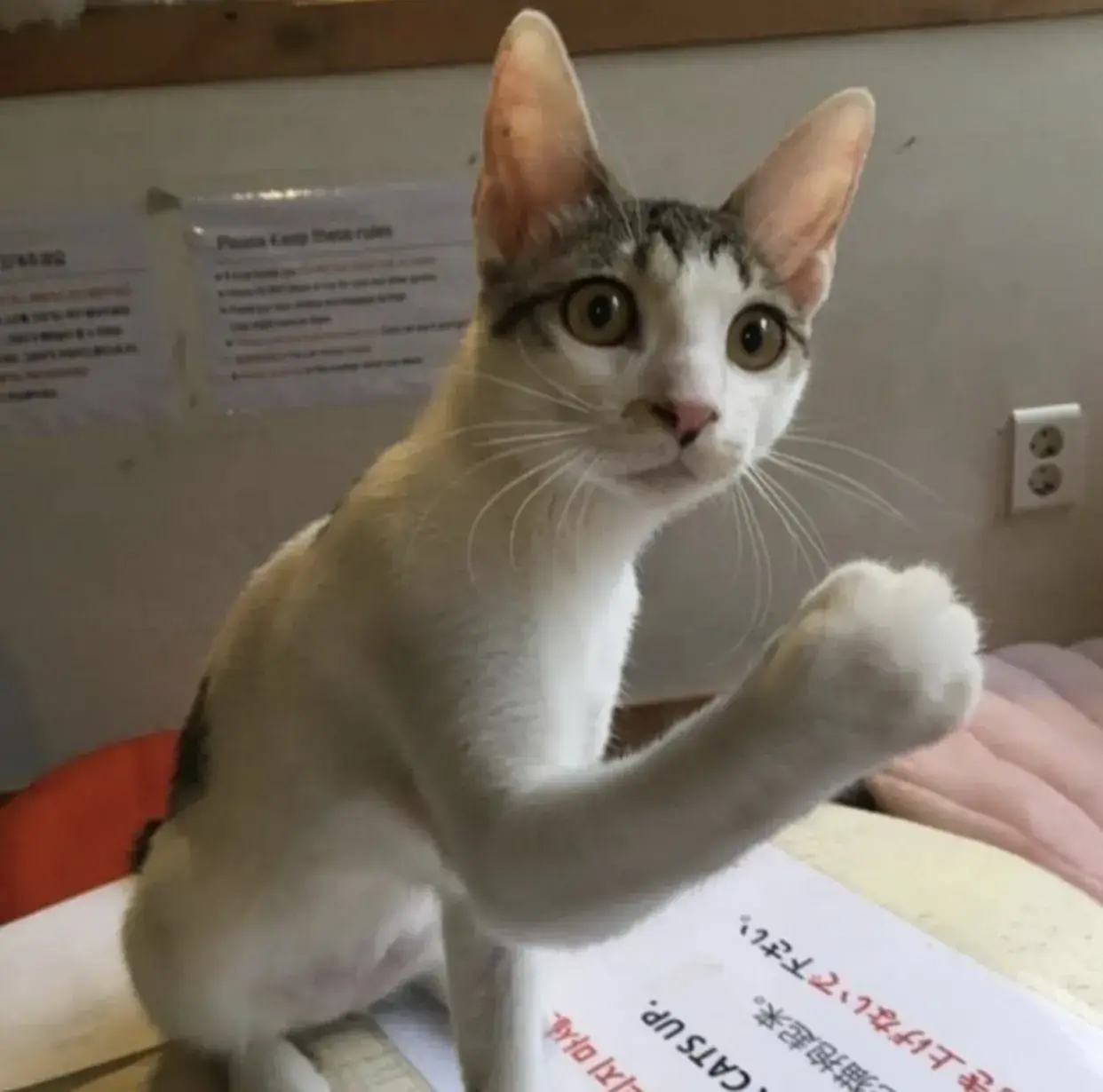 Ảnh chế mèo đơ cứng: gương mặt của sự cam chịu vui nhộn