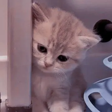 Meme hài mèo đơ cứng, nét mặt “từ bỏ đời” gây bão mạng