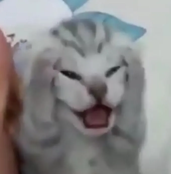 Ảnh vui mèo sững sờ trước điều bất ngờ