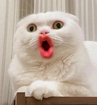 Meme mèo vui thể hiện cảm xúc sốc khó tả