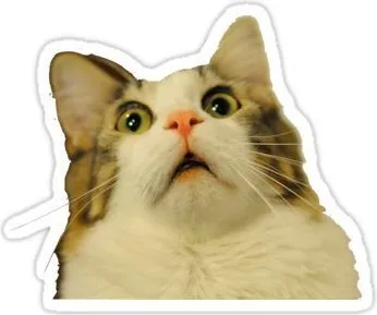 Ảnh troll mèo trắng xám tạo trend TikTok