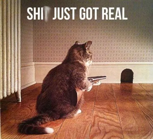 Meme mèo cosplay cảnh sát nhỏ trông đáng yêu