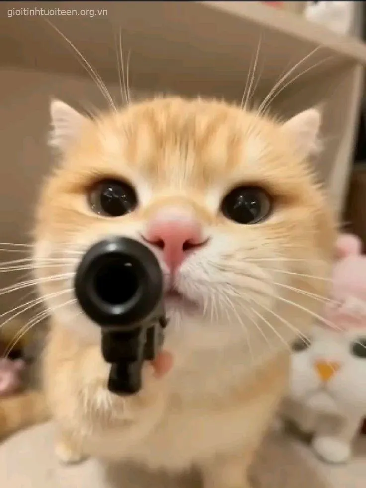 Hình mèo chỉa súng gương mặt dữ tợn nhưng đáng yêu