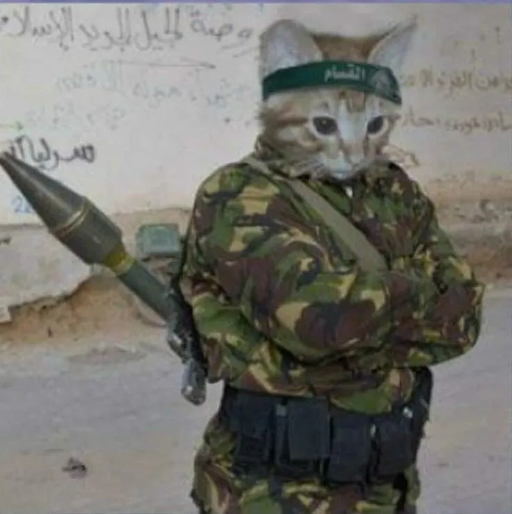 Ảnh troll mèo lạnh gáy trông mà buồn cười