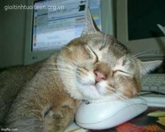 Mèo ngáp vặn mình, dáng vẻ lười nhác cực kỳ dễ thương.
