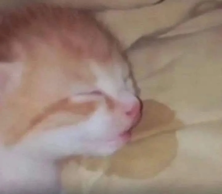 Meme chế mèo buồn ngủ mắt mở không nổi